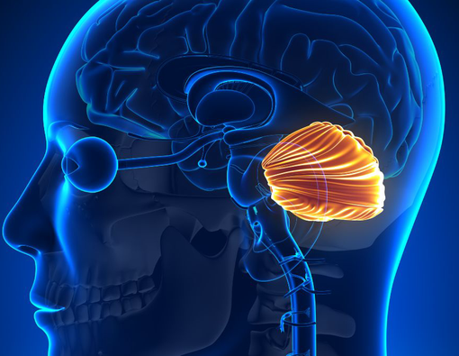 Bagian-Bagian dan Fungsi Otak Kecil yang Perlu Kamu Tahu