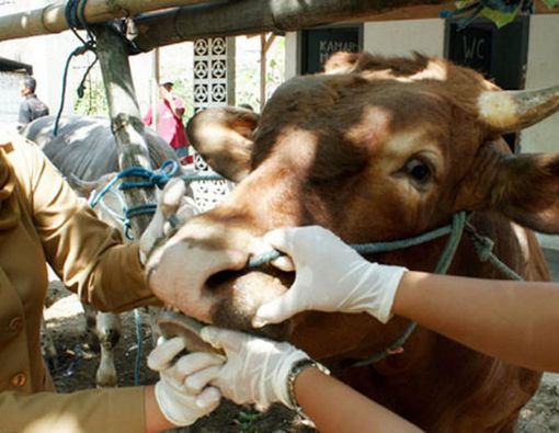 Antraks Muncul Jelang Lebaran, Masyarakat Perlu Waspada