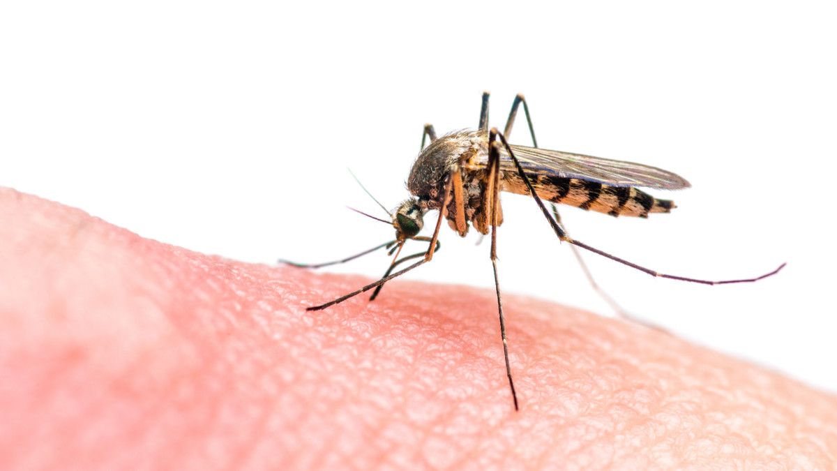 Fakta tentang Parasit Malaria Resistan Obat di Asia Tenggara