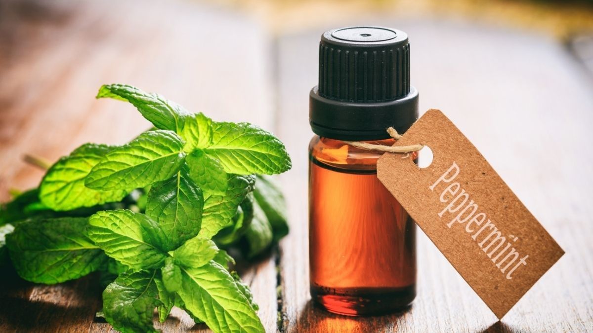 Peppermint untuk Mengatasi Sembelit
