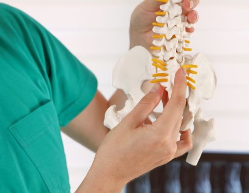 Tulang Ekor: Bentuk, Fungsi, dan Gangguan yang Mungkin Terjadi