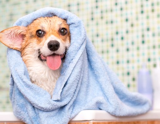 10 Rekomendasi Bedak Untuk Anjing