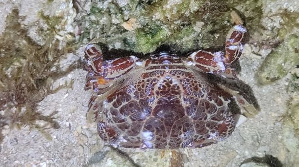 Wanita Ini Meninggal Setelah Makan Kepiting Setan ‘Devil Crab’