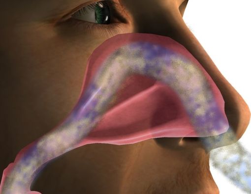 Mengenal Anatomi dan Fungsi Hidung Manusia