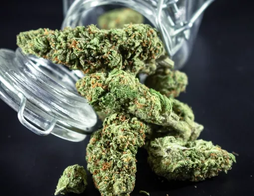 Ketahui Manfaat dan Bahaya Produk Turunan Ganja