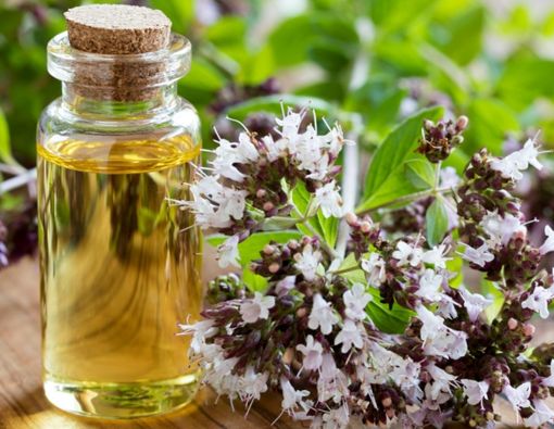 Manfaat Minyak Oregano untuk Atasi Gangguan Pencernaan