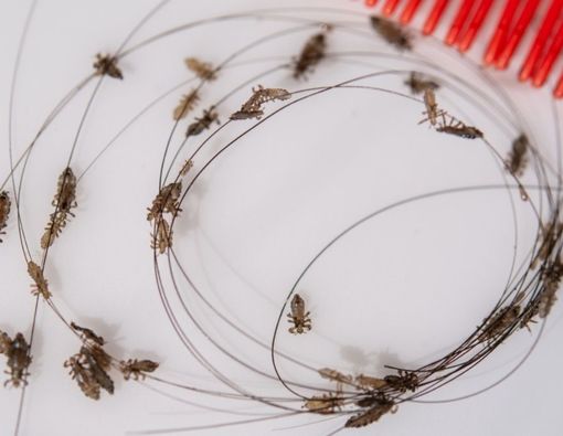 Manfaat Bawang Putih untuk Menghilangkan Kutu Rambut