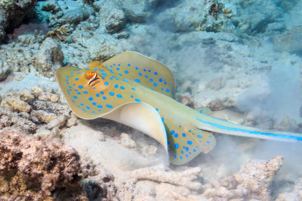 Ini yang Terjadi Saat Anda Tersengat Ikan Pari