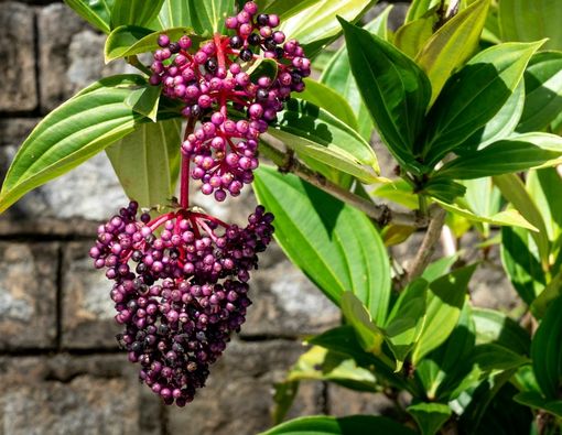 Manfaat Buah Parijoto Untuk Kesuburan