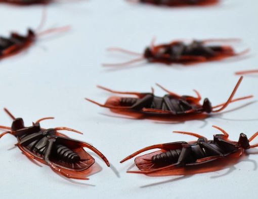 Mengenal Katsaridaphobia, Ketakutan pada Kecoa dan Cara Mengatasinya