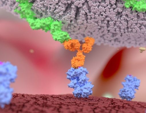 Mengenal Sel Natural Killer dalam Pengobatan Kanker