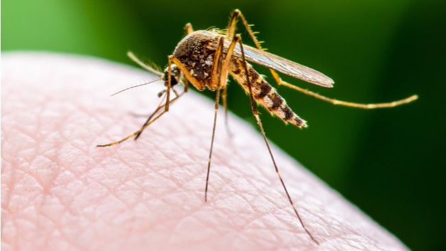 6 Fakta tentang Malaria yang Perlu Anda Tahu