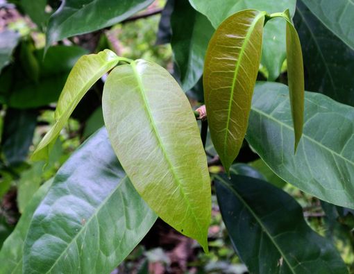 Buah Melinjo Bikin Asam Urat, Tapi Daunnya Ternyata Kaya Manfaat