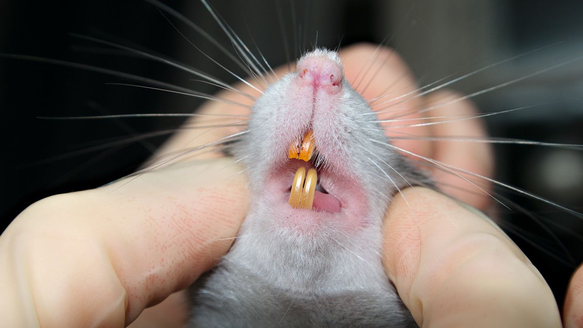 Demam Gigitan Tikus, Bisa Bikin Korban Meninggal Dunia KlikDokter