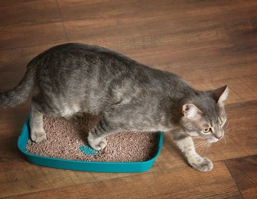 Bahaya Menghirup Bau Kotoran Kucing untuk Kesehatan Anda