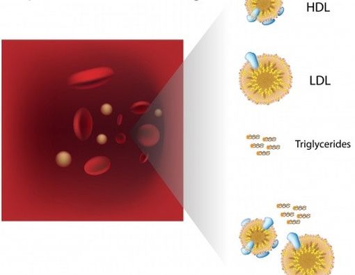 High Density Lipoprotein