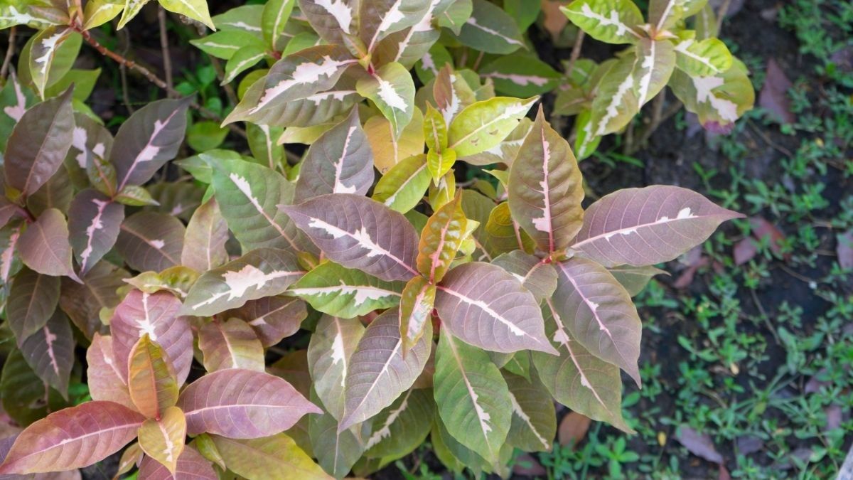 7 Manfaat Daun Ungu untuk Kesehatan, Tak Cuma Obat Ambeien