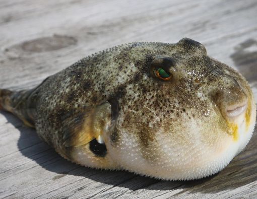 Waspada Keracunan Tetrodotoksin akibat Makan Ikan Buntal