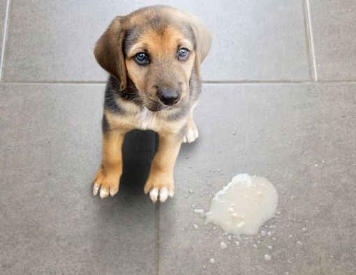 Anjing Peliharaan Muntah? Ini Penyebab dan Cara Mengatasinya