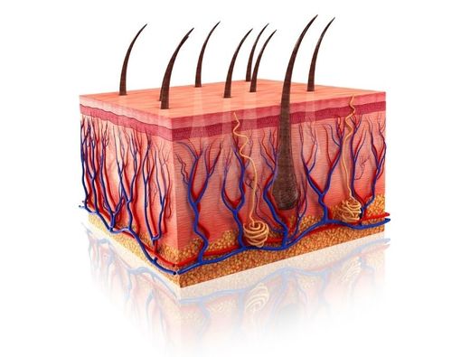 Mengenal Lapisan Pelindung Kulit pada Epidermis