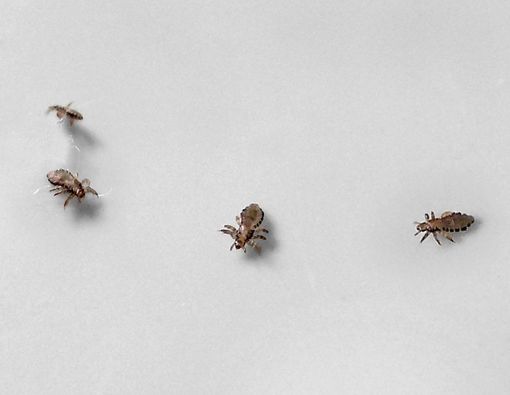 Mengenal Virus Yezo yang Menginfeksi Lewat Kutu