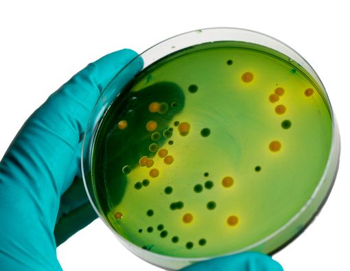 Bakteri Vibrio, Ancaman Kesehatan Apakah Ini?