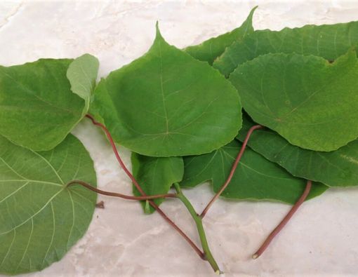 Manfaat Daun Pangi Bisa Obati HIV/AIDS, Mitos atau Fakta?