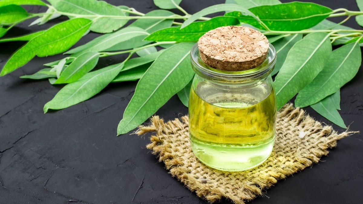 Waspada! Efek Minyak Kayu Putih Jika Tertelan