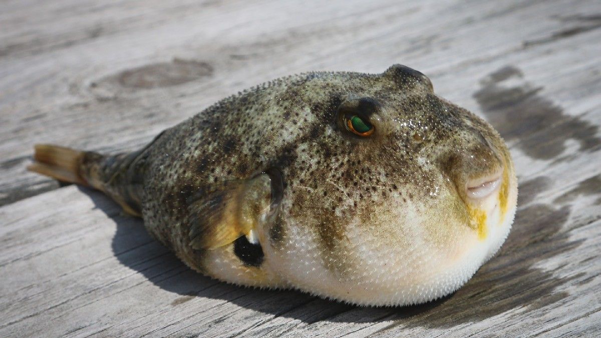 Waspada Keracunan Tetrodotoksin akibat Makan Ikan Buntal