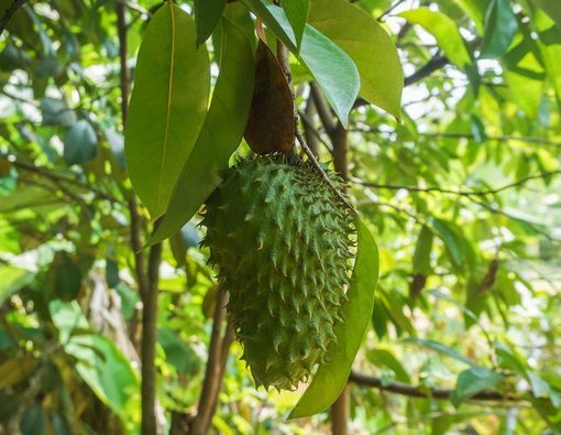 7 Manfaat Teh Daun Sirsak untuk Kesehatan