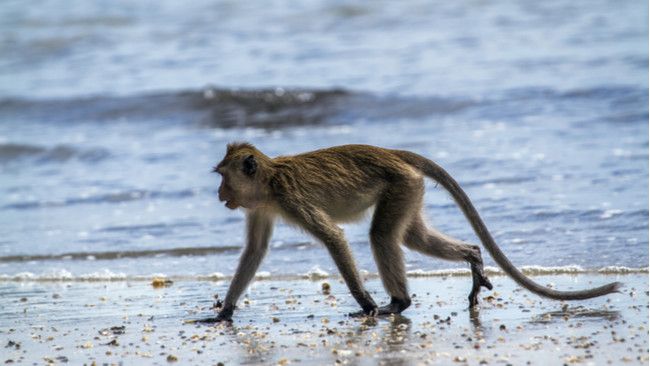 Tanda-tanda Malaria Monyet yang Harus Anda Ketahui