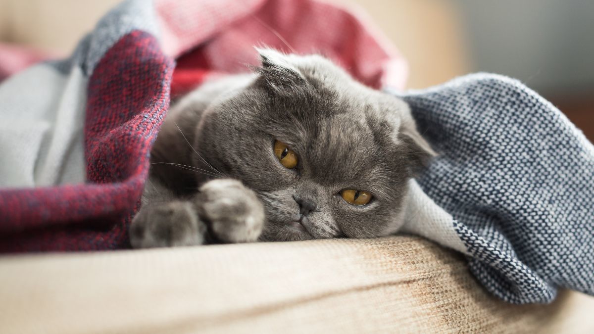 Cara Mengobati Kucing Flu