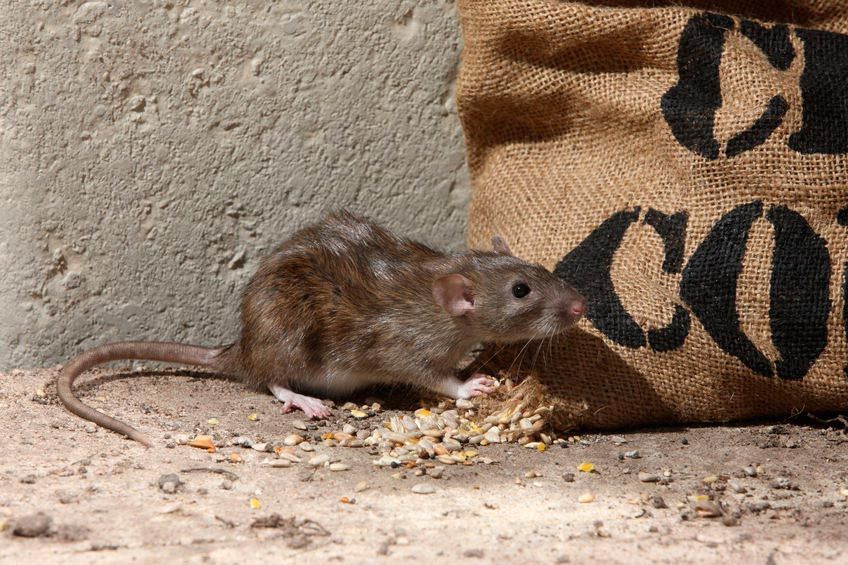 4 Penyakit yang Ditularkan Melalui Tikus
