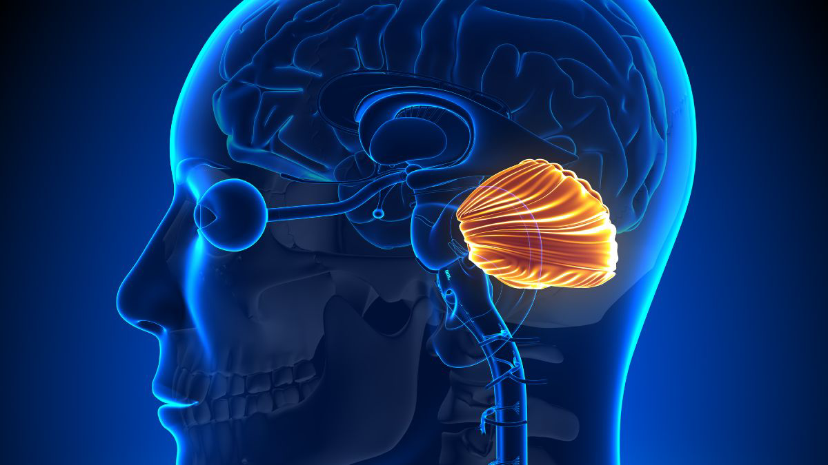 Bagian-Bagian dan Fungsi Otak Kecil yang Perlu Kamu Tahu