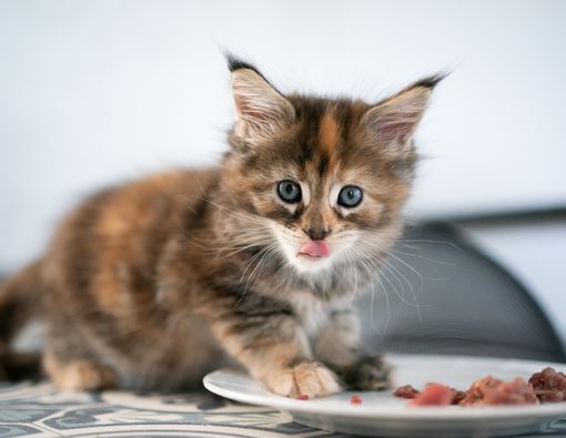 15 Rekomendasi Makanan Anak Kucing