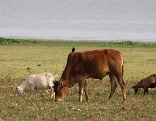Daging Sapi atau Daging Kambing, Mana yang Kolesterolnya Tinggi?