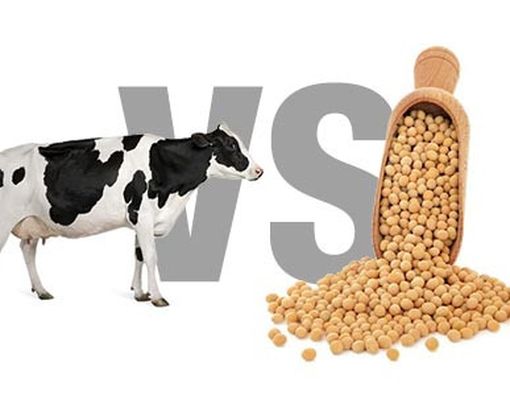 Untuk Manusia, Lebih Baik Susu Sapi  atau Susu Kacang?