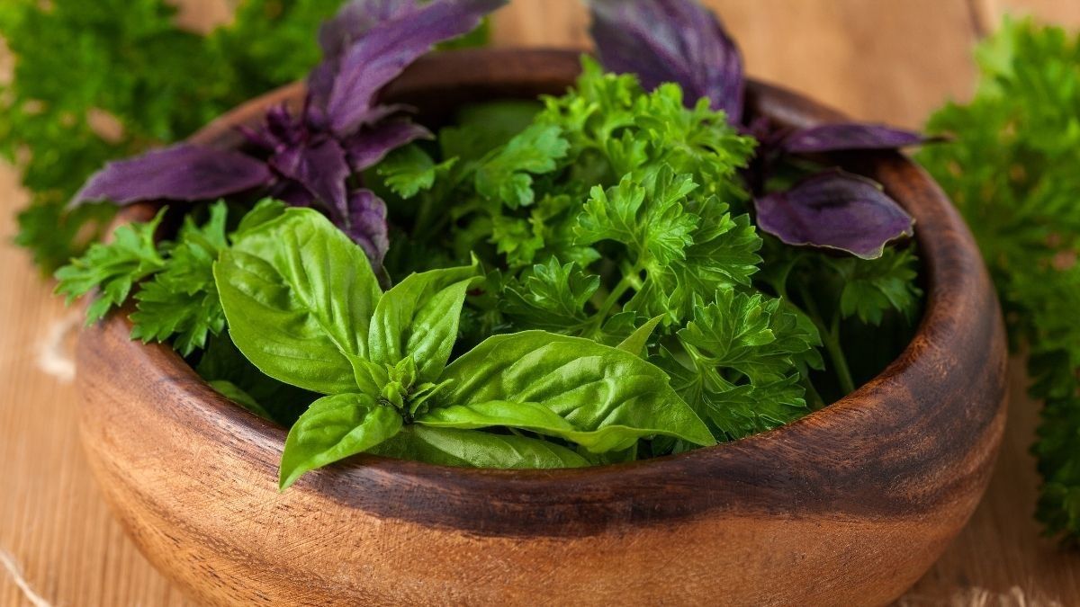 Obat Herbal untuk Mengatasi Hipertensi