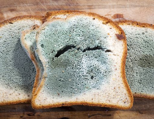 Jangan Makan Bagian Bersih dari Roti Berjamur, Ini Alasannya!