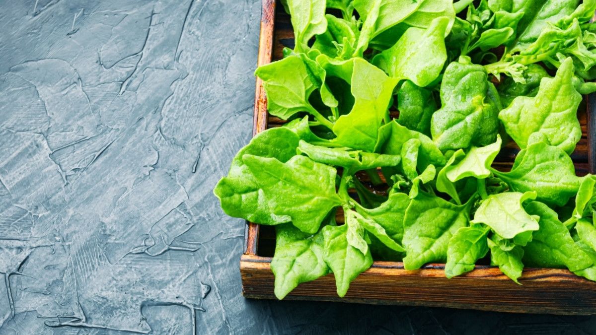 Ragam Dedaunan yang Bisa Mencerahkan Wajah