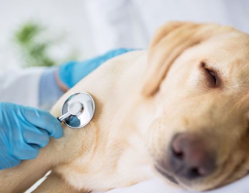 Ciri, Penyebab, dan Cara Mengatasi Anjing Muntah Darah