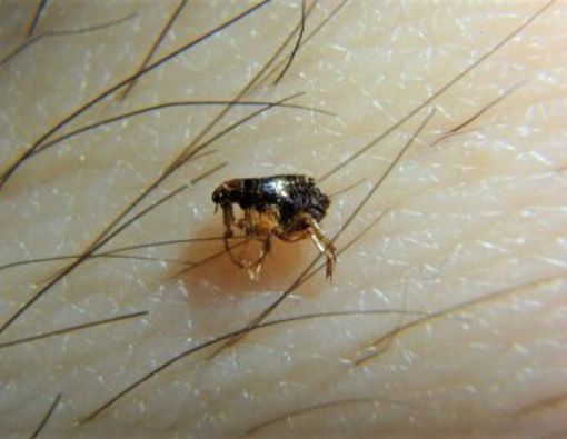 Cara Tepat Mengatasi Kutu Kemaluan