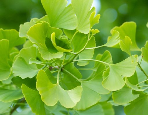 Manfaat Herbal Ginkgo Biloba untuk Kesehatan