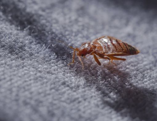 10 Cara Mudah Basmi Kutu Kasur di Rumah