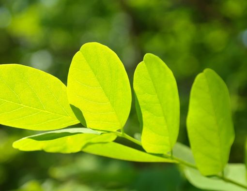 Manfaat Klorofil bagi Kesehatan