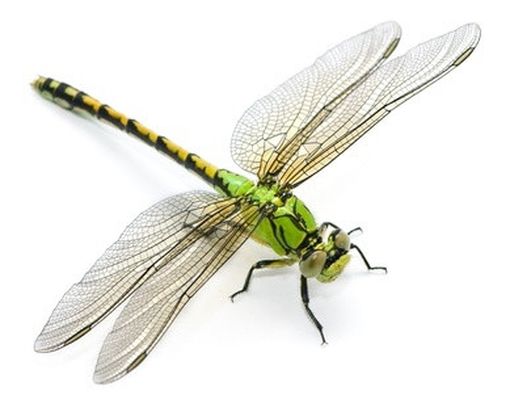 Ampuhkah Capung untuk Atasi Kebiasaan Ngompol Anak?