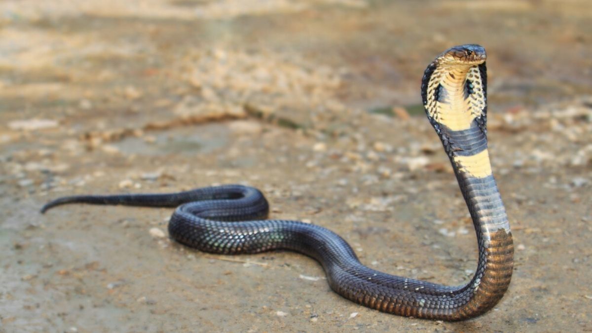 Benarkah Darah Ular Kobra Bermanfaat untuk Kejantanan Pria?