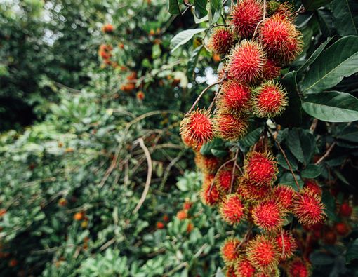 Fobia Rambutan Dilihat dari Kacamata Psikolog