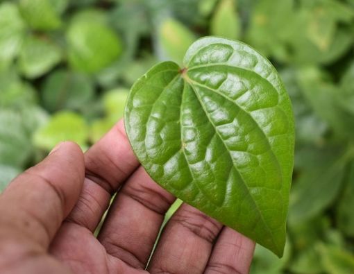 Benarkah Daun Sirih Bisa Mencerahkan Kulit Ketiak?