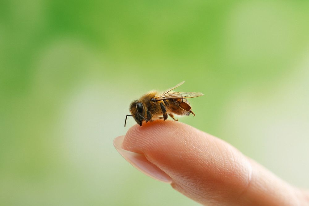 Efek Disengat Lebah dan Tawon, dari Ringan hingga Berat